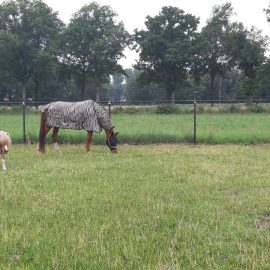 Kinderen spotten een zebra in de tuin! Kinderen spotten een zebra in de tuin!